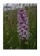 wild_orchids_on_keppels_prior_to_culvert_filling